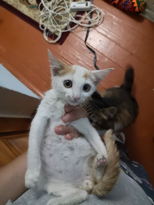 Котенки красавцы