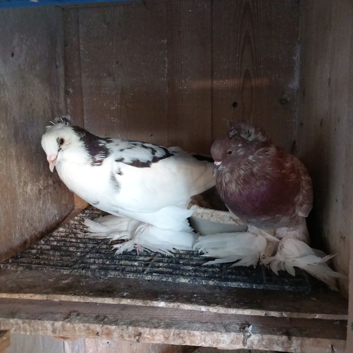 Schimb porumbei uriasi maghiari