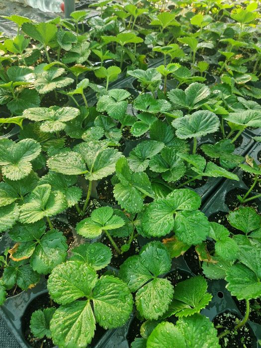 Plante Capsuni Albe
