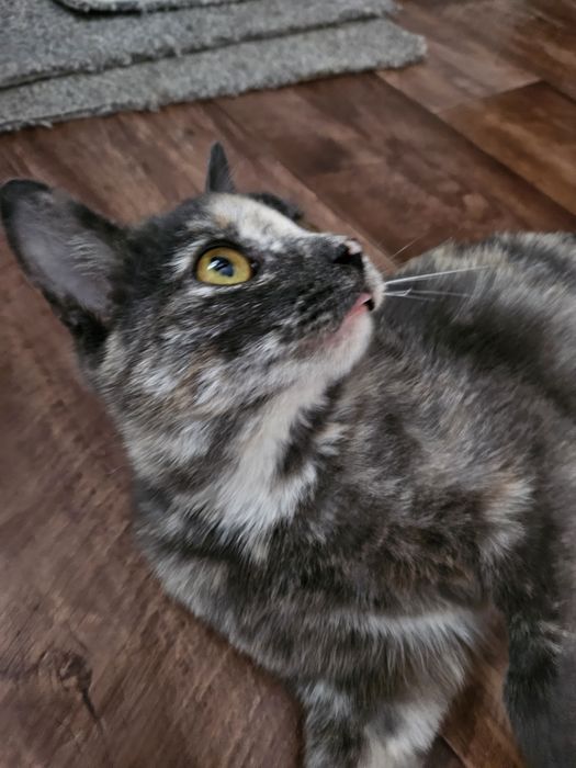 В заботливые руки кошечка