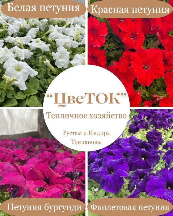 Петуния рассада цветы