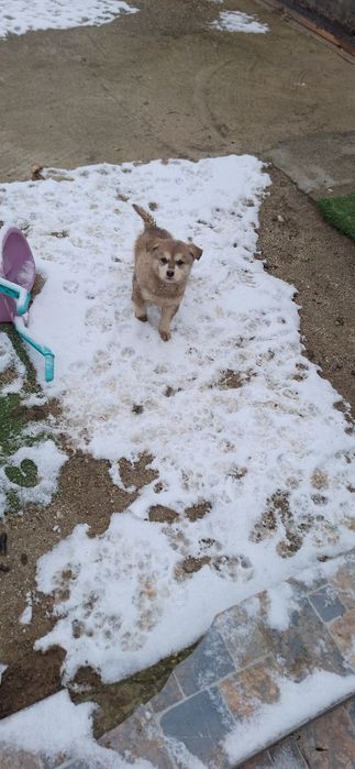 Catelusi metisi huskey dog german