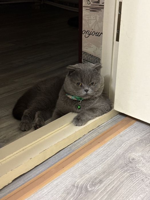 Продаетс Скотиш Фолд, в хорошие руки