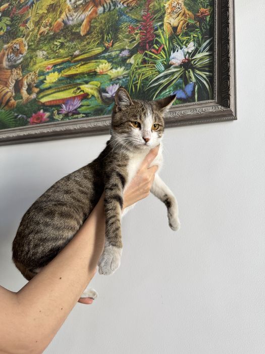 Отдадим в добрые руки кота
