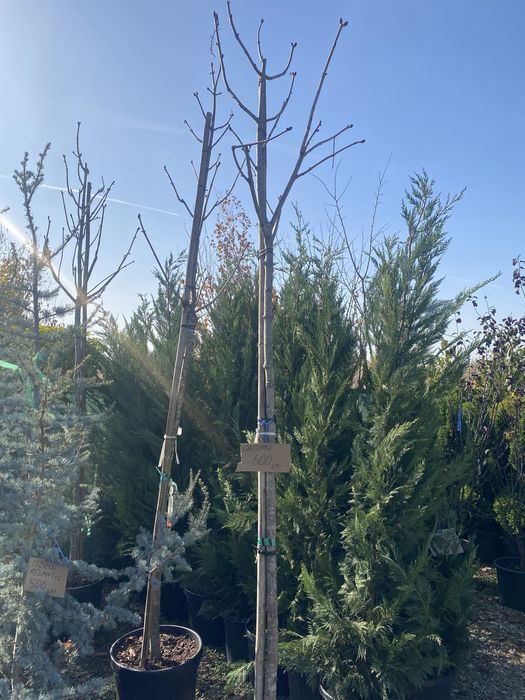 Catalpa platan mesteacan castan etc