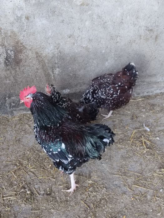 Ouă pt incubat - wyandotte, sussex porțelan, brahma, la bresse