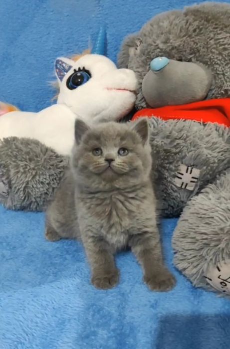 Zotdor mushuk bolalari sotiladi Scottish straight