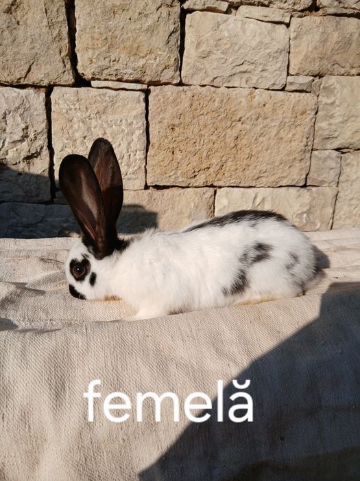 Iepurași  de vânzare