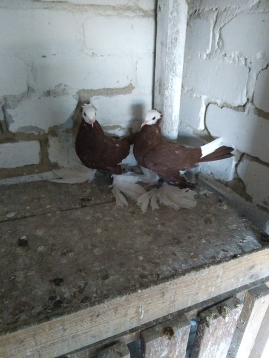 Голуби разных пород