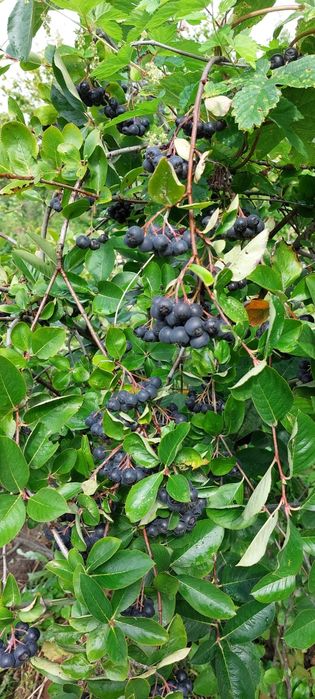 Продам дачу 7.5 соток район телецентра