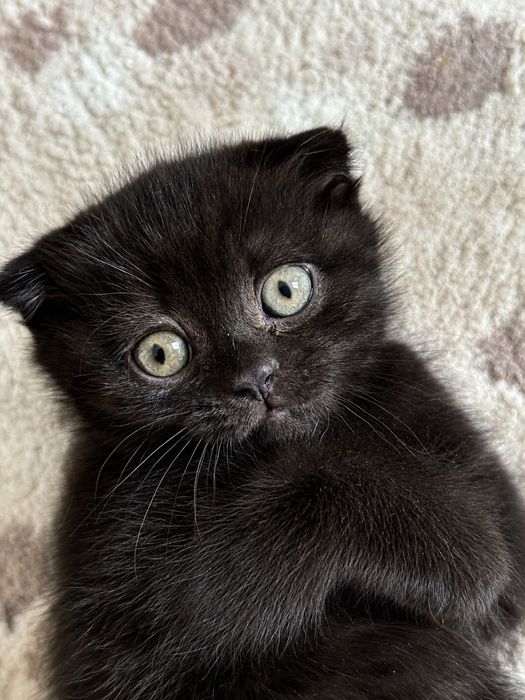 Котята шотладцы готовы к переезду
