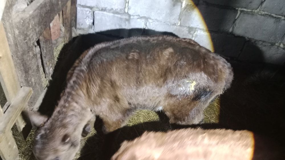 Продам телят .Бычек и две телочки