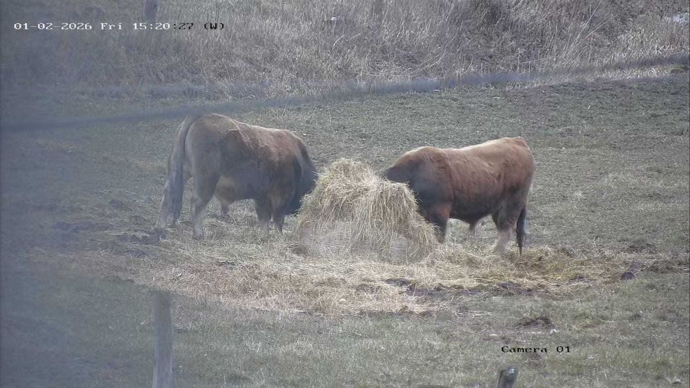 Tauri de Aubrac 2 buc.