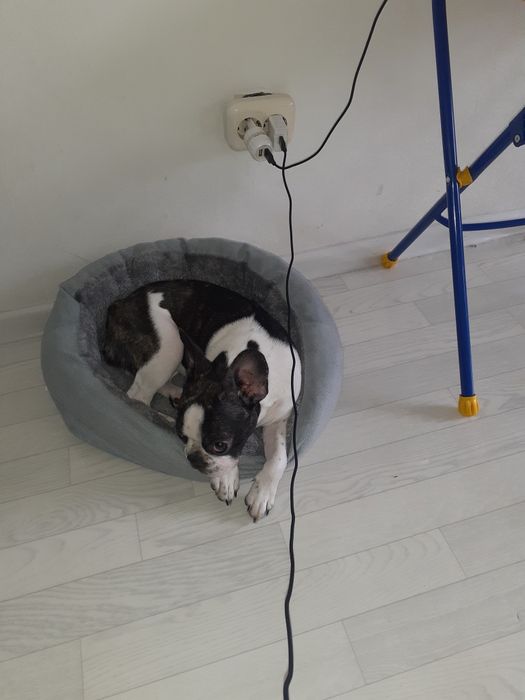 Французский бульдог