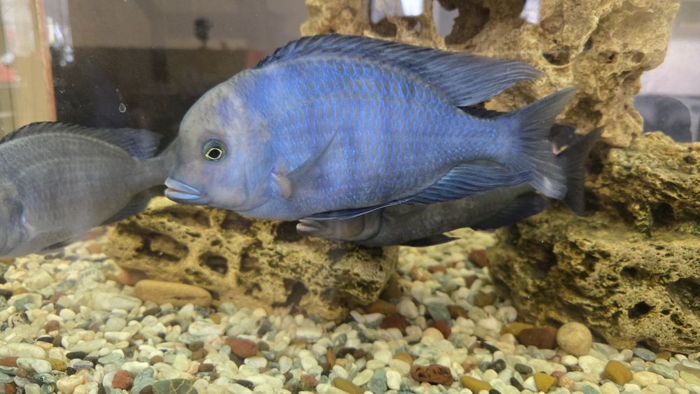 Голубой дельфин.