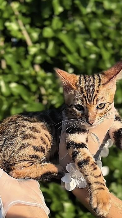 Бенгалско котенце – Brown Rosetted