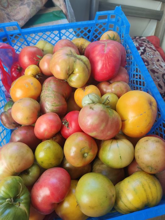 Продам помидоры аблакетка 10 кг