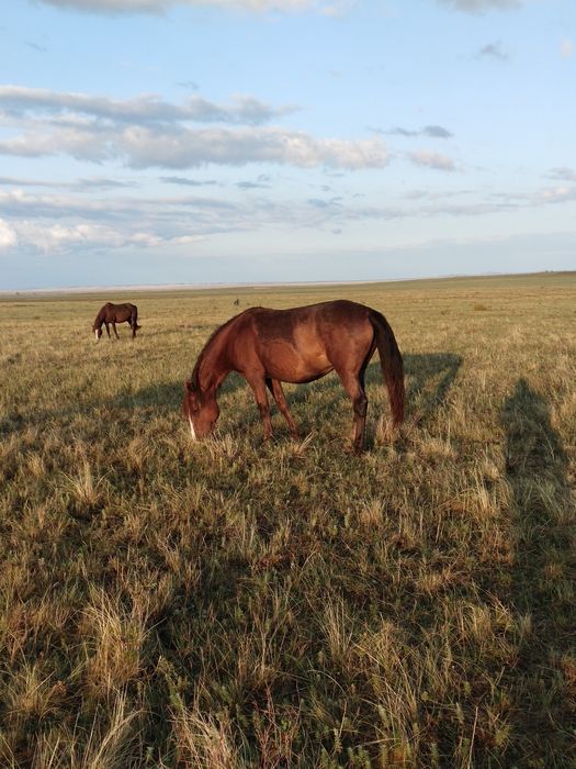 Продам кобылу жирную