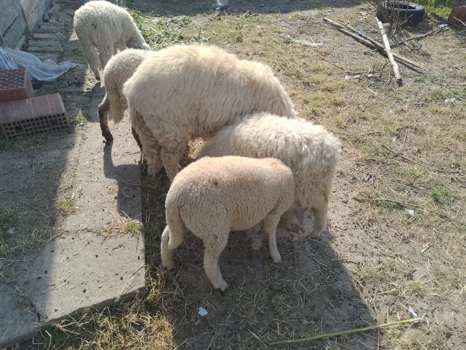 De vânzare miei fătate în luna februarie