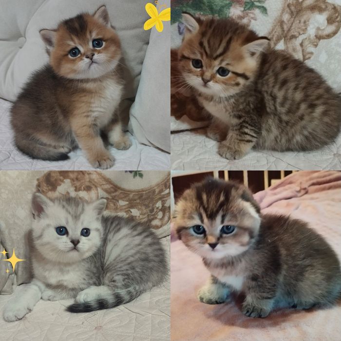 ВЯЗКА.Шикарный чистокровный  британец, серебристая шиншилла.