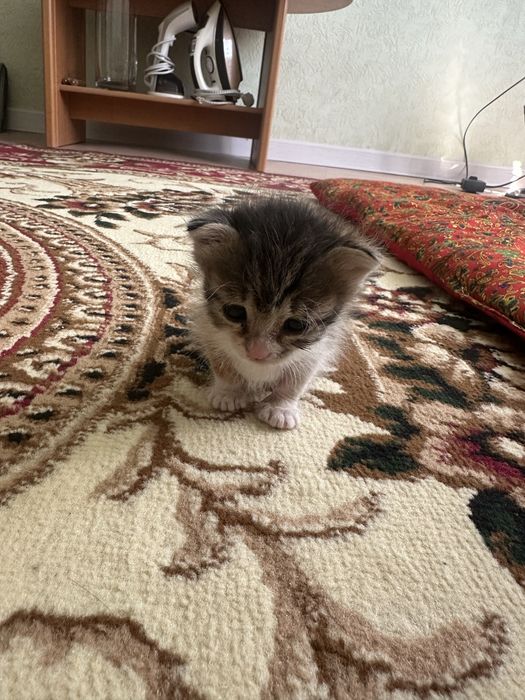 Отдам котенка бесплатно