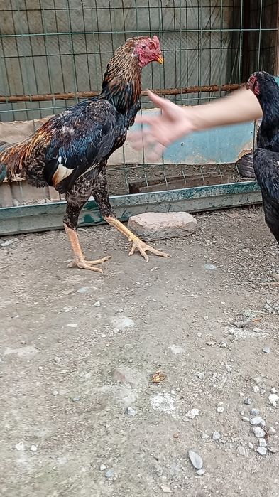 Dakan xoʻroz bilan makiyoni sotiladi. Xoʻroz 400 ming makiyon 200 ming