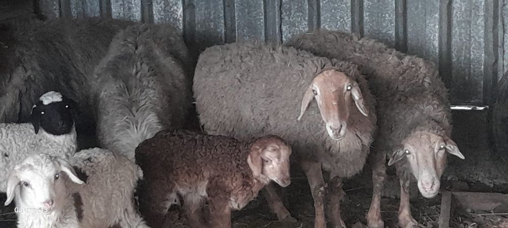 Бараны с ягнятами