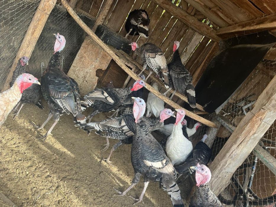 Vând curcani crescuți la țară