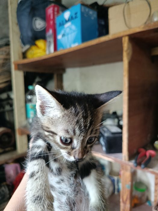 Отдаю котят даром