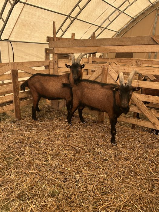 Vand 2 Tapi Alpini Francezi