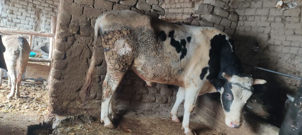 Nasilchilika buqa semintal sotiladi