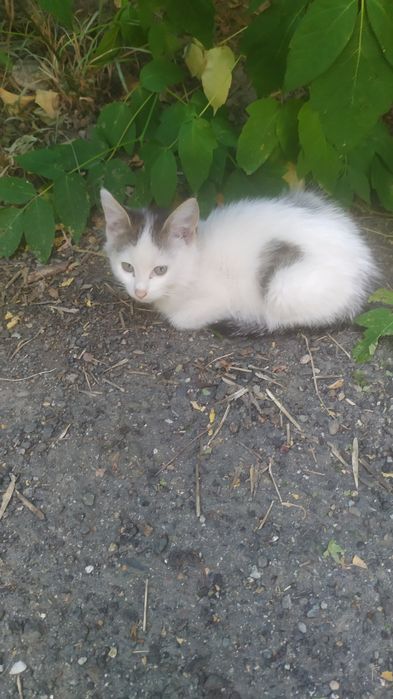 Кошечка в любящие руки.