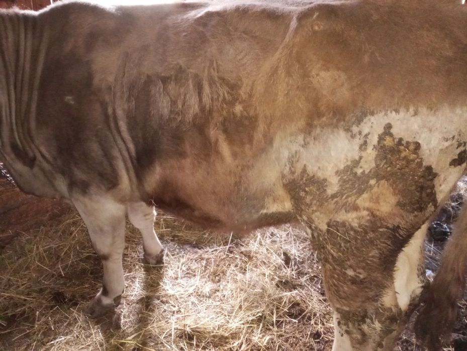 Vacă de vânzare  gestantă