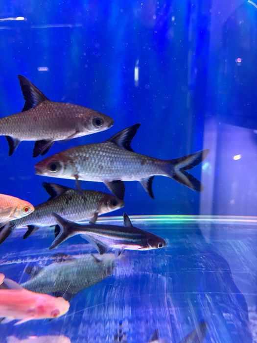 Akvarum va baliq magazin