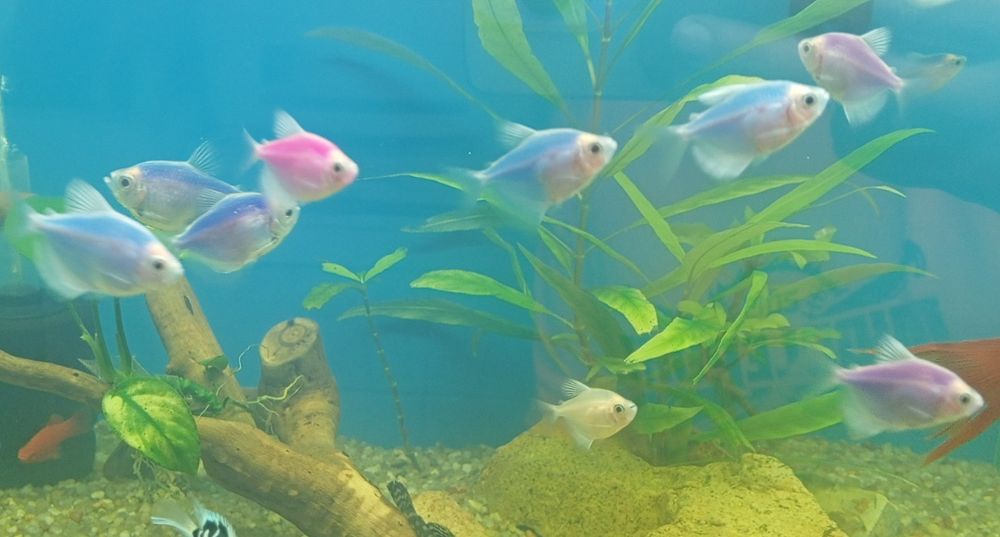 Тернеция глофиш аквариумная рыбка