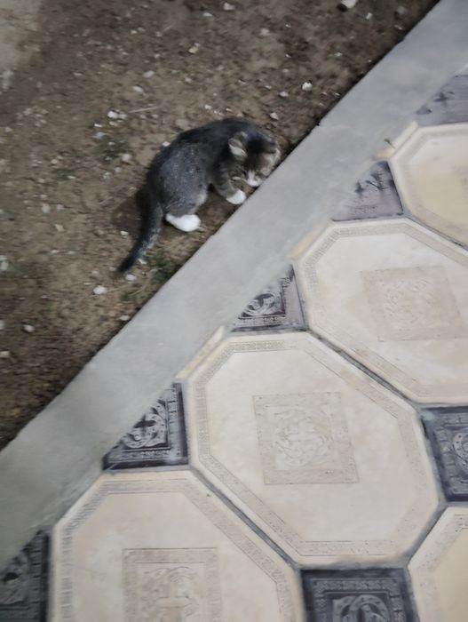 Mushuk 1.5oylik yaxshi boqadigan odamgaberaman