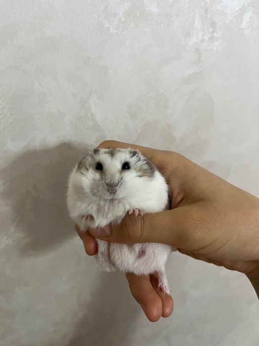 хомяк джунгарский
