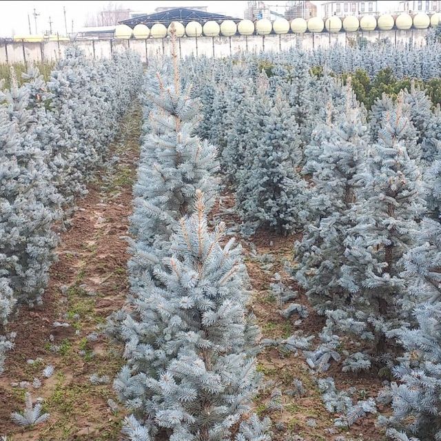 Голубой ел бор барча турдаги мевасиз дарахтлар