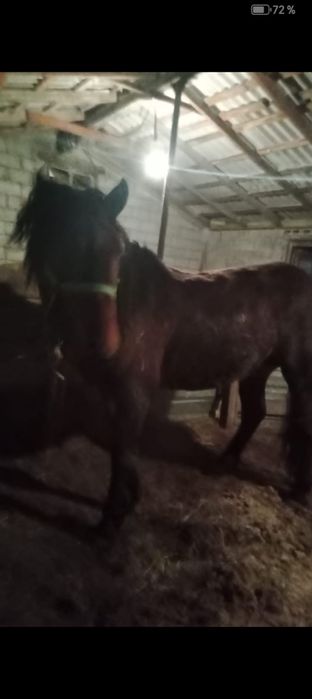 Айғыр-Жеребец 4 лет