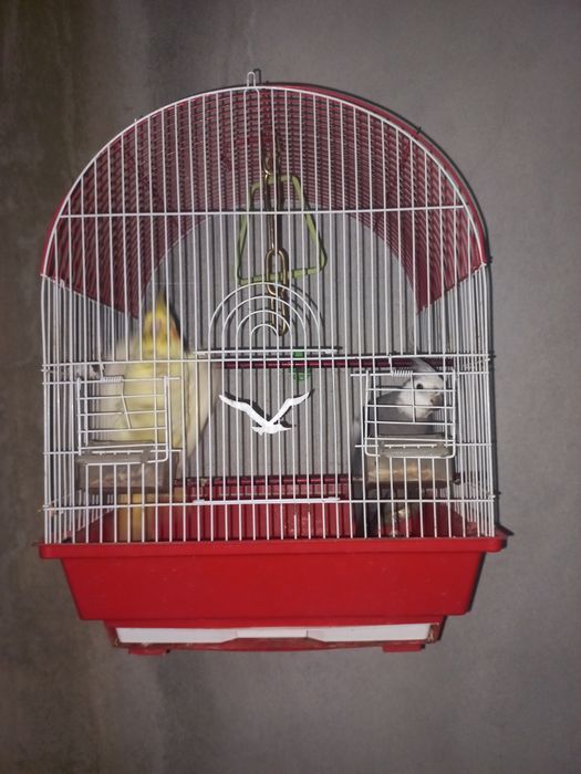 Папугай корелла сотилади