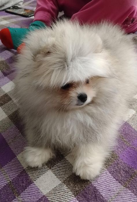 Шпиц мальчик с документами