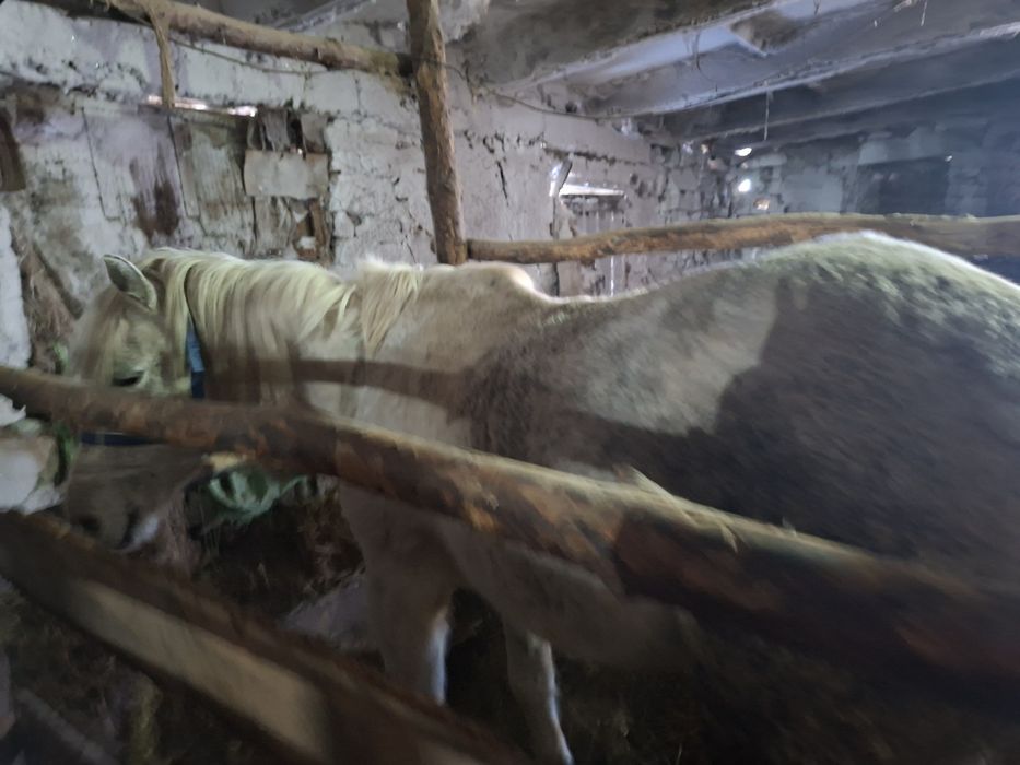 Продам жеребеца 8 лет