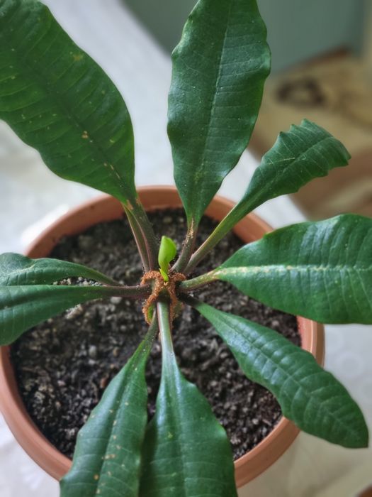 Продаю молочай и дерево любви