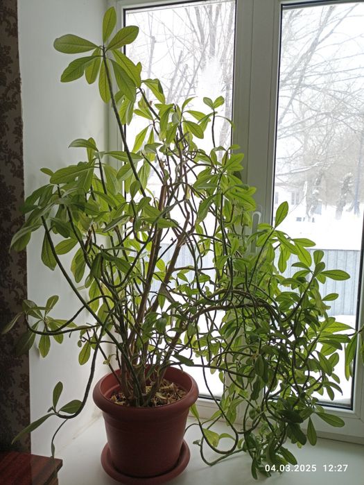 Продается комнатное растение - молочай!