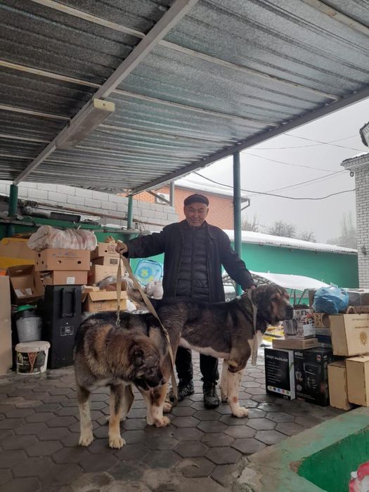 Продам прямого сына Мойнака