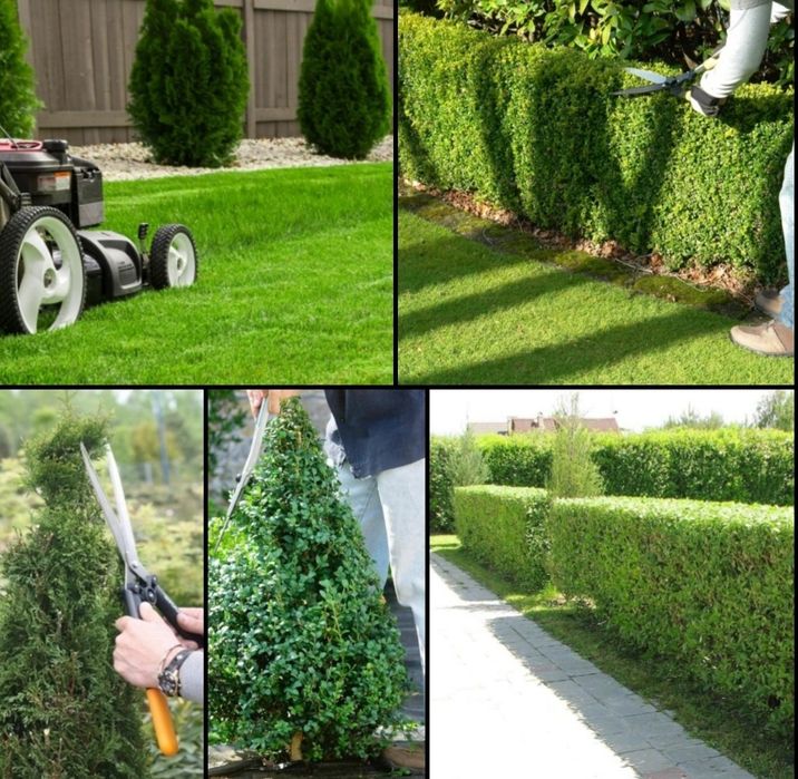 Посадка   газона