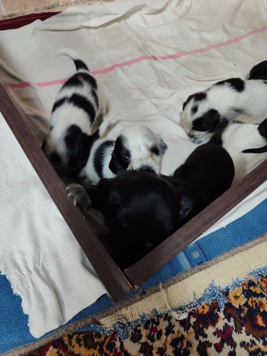 Спаниель щенки продам