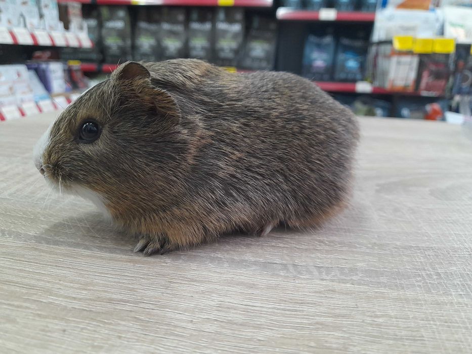 Морско свинче / свинчета на 1 месец