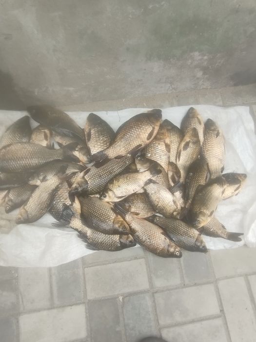 Продам свежую рыбу