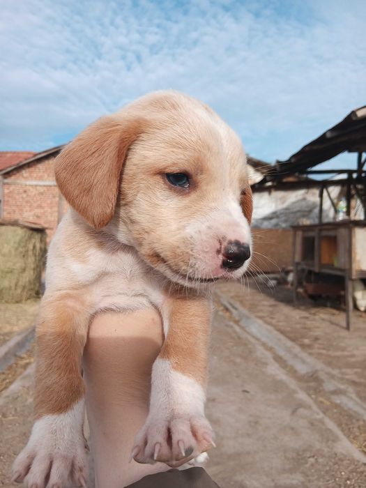 Подарявам кученца